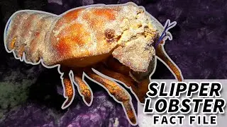 Slipper Lobster Facts: the SHOVEL NOSE Lobster | Animal Fact Files