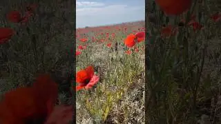 16 мая 2023 Алматы Казахстан Маковые поля 