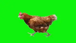 Birds green screen animation | Editor G