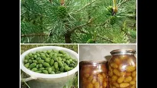 Варенье из сосновых шишек