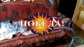 Бой собаки с пылесосом