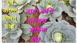 কীভাবে বাধাঁ কপি গাছের সঠিক পরিচর্যা করবেন?care of cabbage,bandhakopi