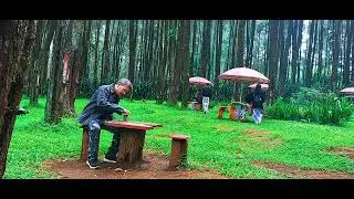 hutan di tegal