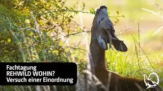 Conference: Roe deer – where to?