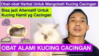 OBAT KUCING CACINGAN ALAMI / Obat herbal kucing cacingan / obat alami kucing cacingan