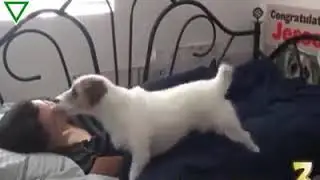 Dog ka kamal