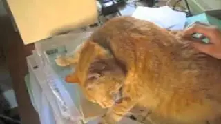 Orange tabby cat - ticklish back