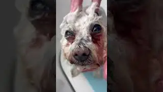 Have you ever heard the sounds of a dog having a bath 🛁 #asmr #dog @MelanieNewmanSalonEssentials