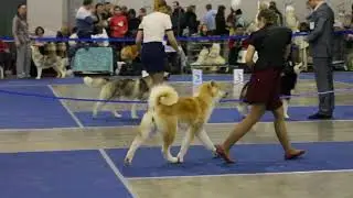012 Females Champion class, СУКИ АКИТА-ИНУ КЛАСС ЧЕМПИОНЫ