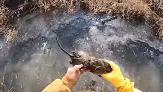 TRAPPER J'S VLOGS ep.5 (muskrat trapping) [2022-23]