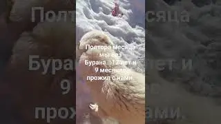 Буран. Последний апрель его жизни. 