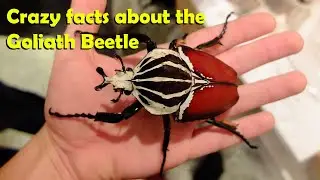 Crazy facts about the Goliath Beetle 🪲