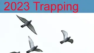 A week of trapping 2023