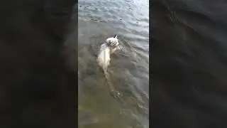 Заплыв кота