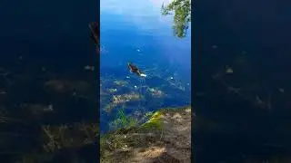 20 августа 2017 г.