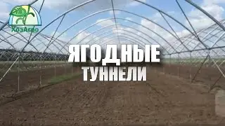ЯГОДНЫЕ ТУННЕЛИ