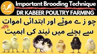 Brooding Management in Poultry Farming 2022 | ब्रूडिंग करताना घेतली जाणारी काळजी | Dr Kabeer