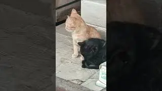 Котики