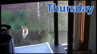 Thursday's bird
