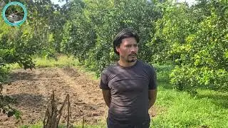 Defensa de semillas