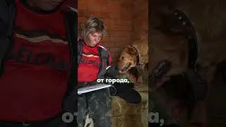 #приют_для_собак #щенок  #бездомныеживотныероссии #дикие #собаки #животные  #укус #жесть