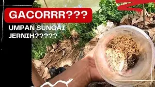 Apakah gacorrr pakai umpan ini🤔???