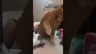 кот следит за тем что в выходные работать нельзя #безкотаижизньнета 🫶❤#томмикэт #когтеточки #котики