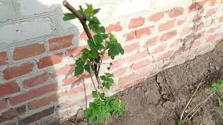 Рассказываю - показываю, что нового у нас в саду-огороде.