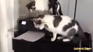 Cats vs. Printers Compilation 2014