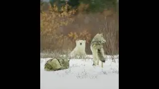 pack of wolves that takes on polar bears.