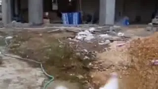 Самый крутой голубь в мире 😎