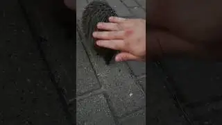 Встретил Сонника ###############