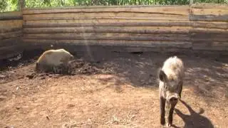 Содержание кабанов в вольере