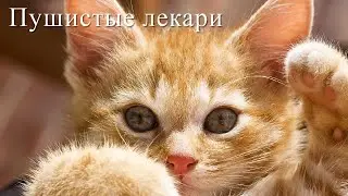 Кототерапия. Кошки лечат людей. Анималотерапия. Наука о кототерапии