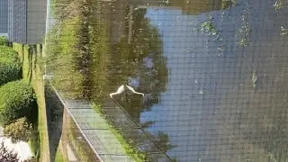 Bird swimming in flooded backyard
