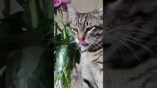 #music #cover #live #song #котикисмешные #cat #коти #catcute #жизнь #catcute #кіт #кошеня #flowers