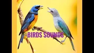 Natural Birds Sounds 🎶🎵🎵|| चरा चुरुङ्गीको मीठो आवाज || By Ram Shreesh