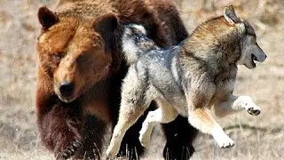 Manada de Lobos vs Oso Grizzly