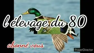 nouvelles des poussins #4