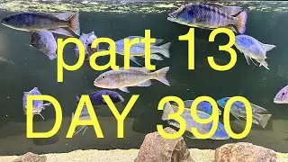 Series part 13 Day 390 African cichlids progress update