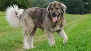 Šarplaninac | Bred To Defend