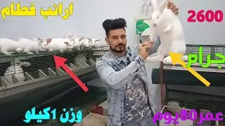 فطام الأرانب عمر 37يوم وزن 1كيلو اتعلم تشتعل صح