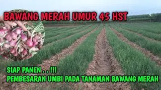 tanaman bawang merah umur 45 hari || cara membesarkan umbi bawang merah