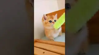 The kitten is so cute 😻🌺 #cat #cute #kitten