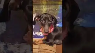 Звенит январская вьюга 