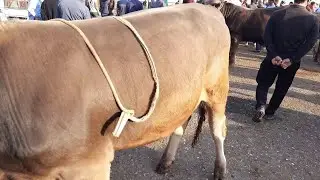 ANDIJON XÒJAOBOD MOL BOZORI NARXLARI 2021 АНДИЖОН ХУЖАОБОД МОЛ БОЗОРИ НАРХЛАРИ 2021 NOVVOSLAR NARXI