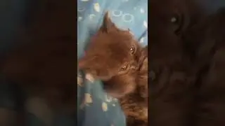 Белая ночь опустилась .