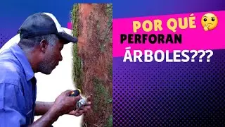 Por qué PERFORAN los ÁRBOLES en el AMAZONAS?