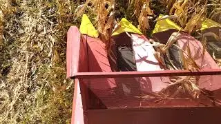 VID 1584189494817