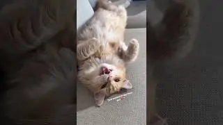 The sweetest boy 🥹 #kitty #cutecat #catlover #cutepet #love #cute #cat #kitten #funny